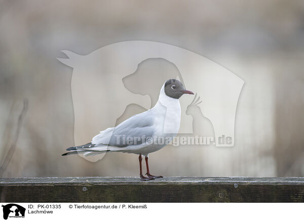 Lachmwe / common black-headed gull / PK-01335
