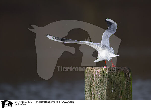 Lachmwe / common black-headed gull / AVD-07470