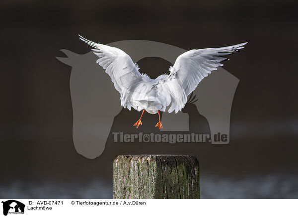 Lachmwe / common black-headed gull / AVD-07471