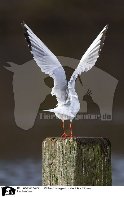 Lachmwe / common black-headed gull / AVD-07472