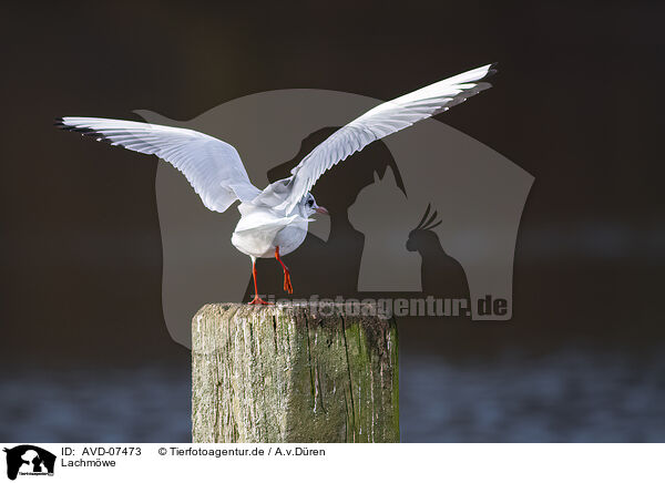 Lachmwe / common black-headed gull / AVD-07473