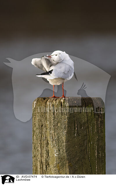 Lachmwe / common black-headed gull / AVD-07474