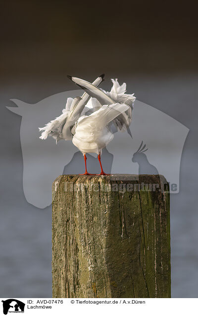 Lachmwe / common black-headed gull / AVD-07476