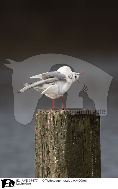 Lachmwe / common black-headed gull / AVD-07477