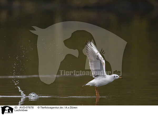 Lachmwe / common black-headed gull / AVD-07678