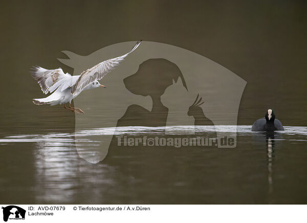 Lachmwe / common black-headed gull / AVD-07679