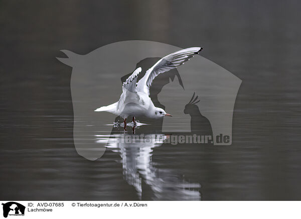 Lachmwe / common black-headed gull / AVD-07685