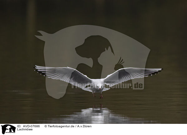 Lachmwe / common black-headed gull / AVD-07686