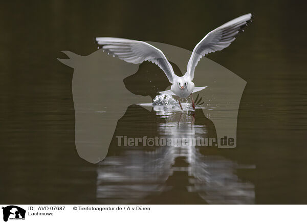 Lachmwe / common black-headed gull / AVD-07687