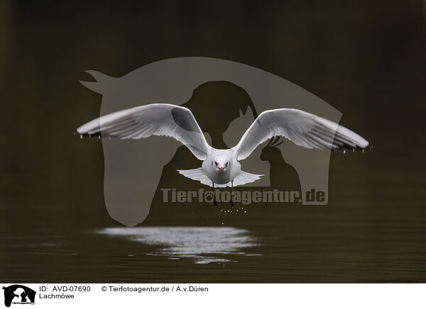 Lachmwe / common black-headed gull / AVD-07690