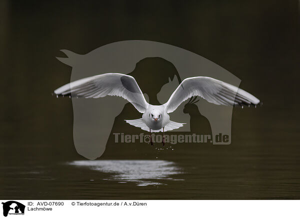 Lachmwe / AVD-07690