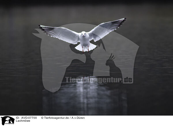 Lachmwe / common black-headed gull / AVD-07700