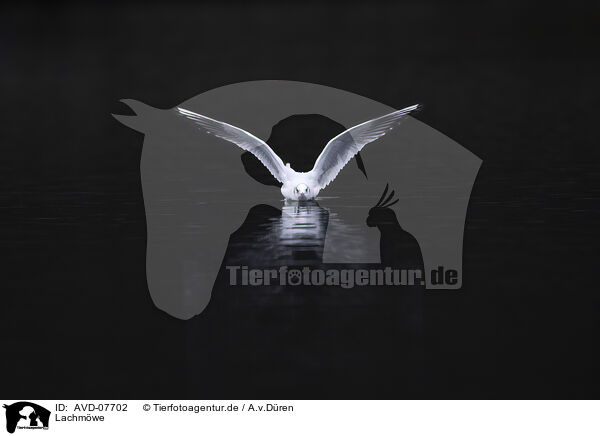 Lachmwe / common black-headed gull / AVD-07702