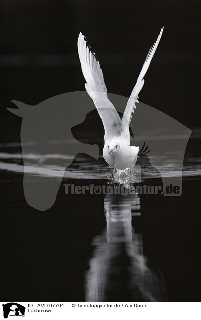 Lachmwe / common black-headed gull / AVD-07704