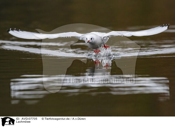 Lachmwe / common black-headed gull / AVD-07705