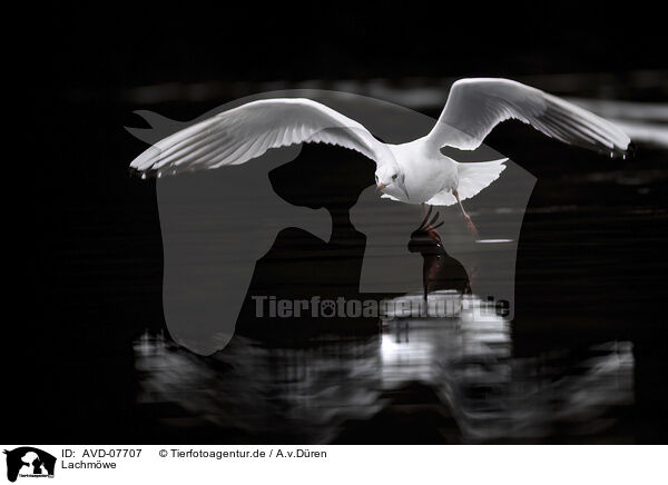 Lachmwe / common black-headed gull / AVD-07707