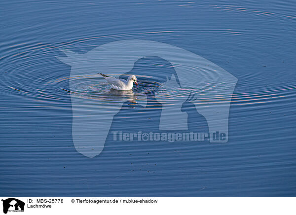 Lachmwe / common black-headed gull / MBS-25778