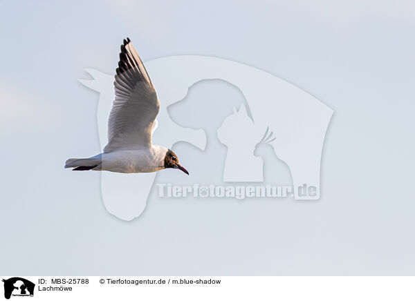 Lachmwe / common black-headed gull / MBS-25788