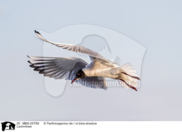 Lachmwe / common black-headed gull / MBS-25789