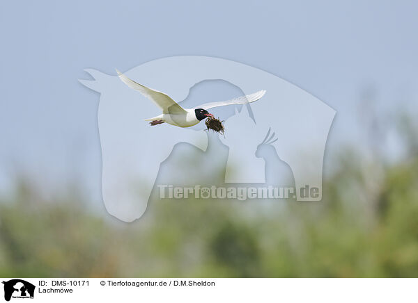 Lachmwe / common black-headed gull / DMS-10171
