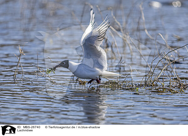 Lachmwe / common black-headed gull / MBS-26740