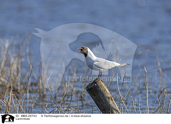 Lachmwe / common black-headed gull / MBS-26743