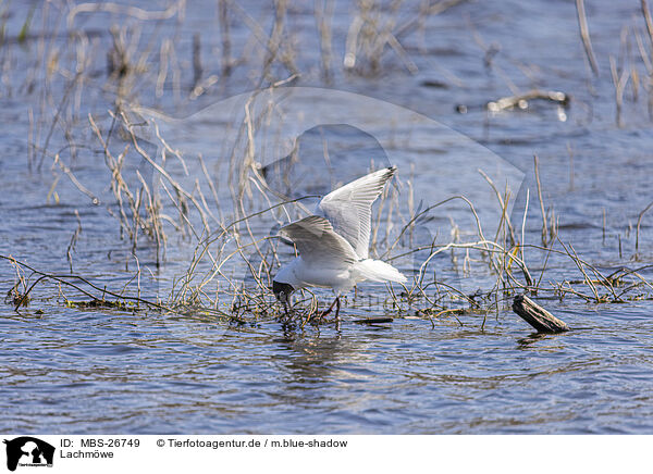 Lachmwe / common black-headed gull / MBS-26749