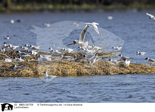 Lachmwen / common black-headed gulls / MBS-26759