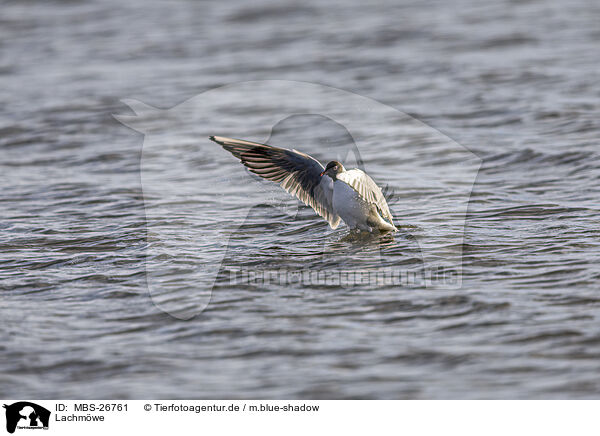 Lachmwe / common black-headed gull / MBS-26761