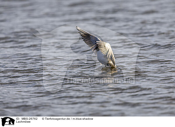Lachmwe / common black-headed gull / MBS-26762