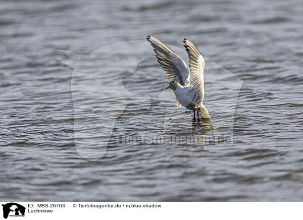 Lachmwe / common black-headed gull / MBS-26763