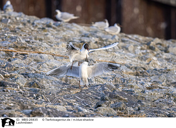 Lachmwen / common black-headed gulls / MBS-26835