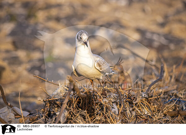 Lachmwe / common black-headed gull / MBS-26907