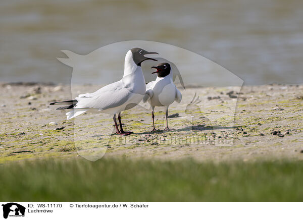 Lachmwe / common black-headed gull / WS-11170