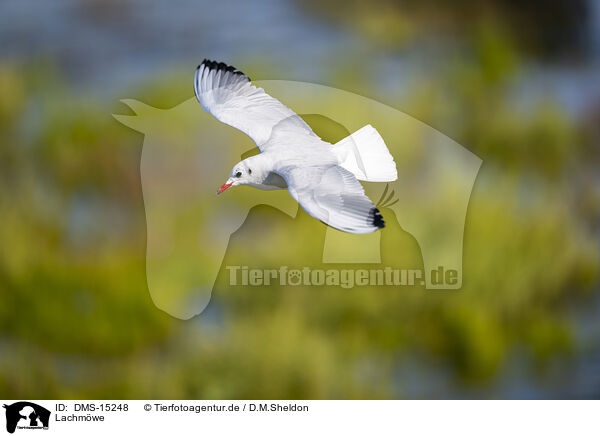 Lachmwe / black-headed gull / DMS-15248