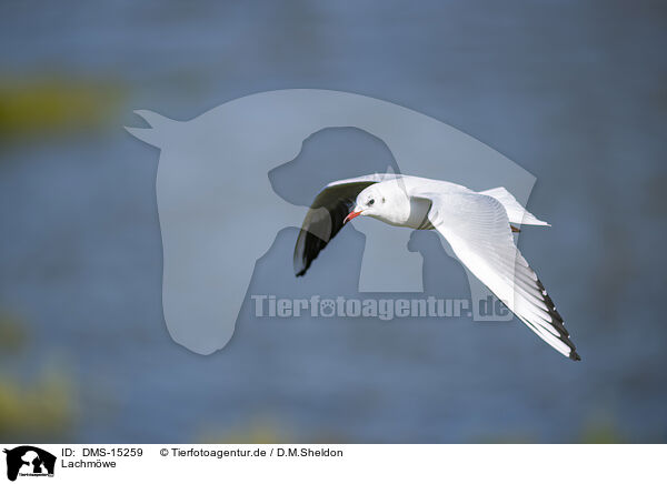 Lachmwe / black-headed gull / DMS-15259