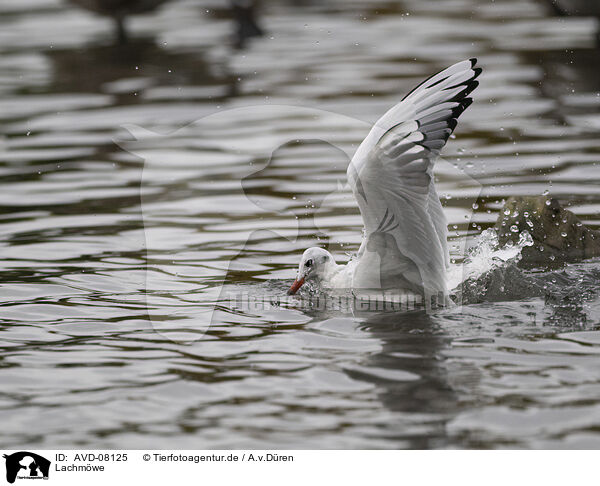 Lachmwe / black-headed gull / AVD-08125