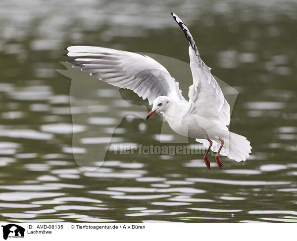 Lachmwe / black-headed gull / AVD-08135
