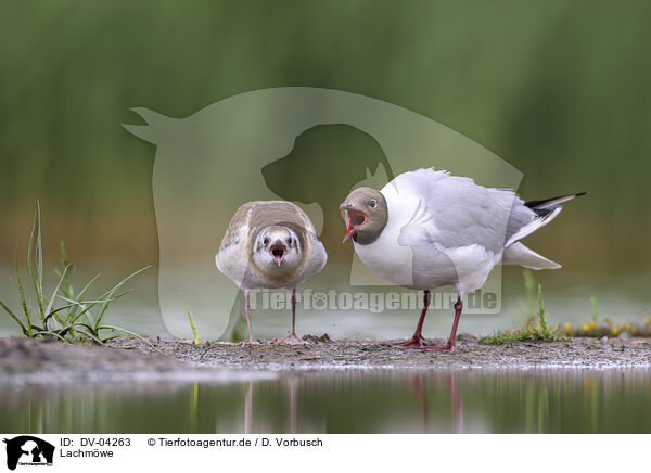 Lachm�we / black-headed gull / DV-04263