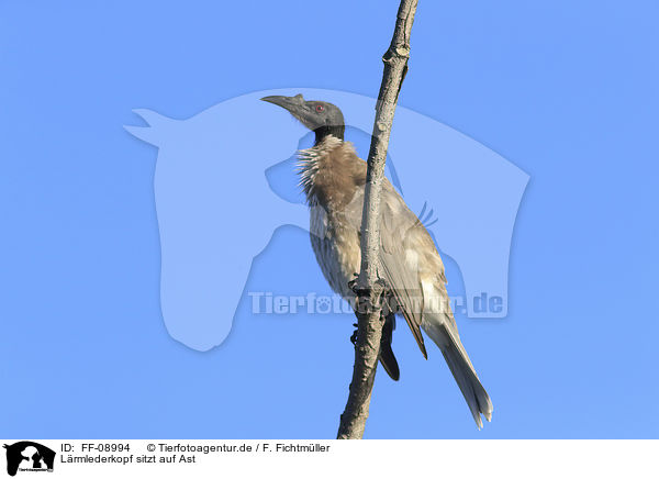 Lrmlederkopf sitzt auf Ast / noisy friarbird sits on branch / FF-08994