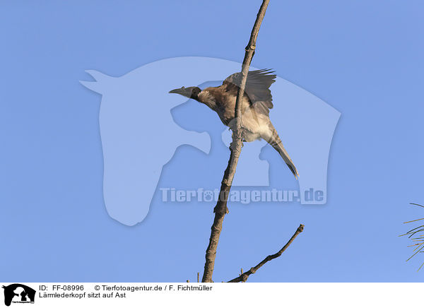 Lrmlederkopf sitzt auf Ast / noisy friarbird sits on branch / FF-08996