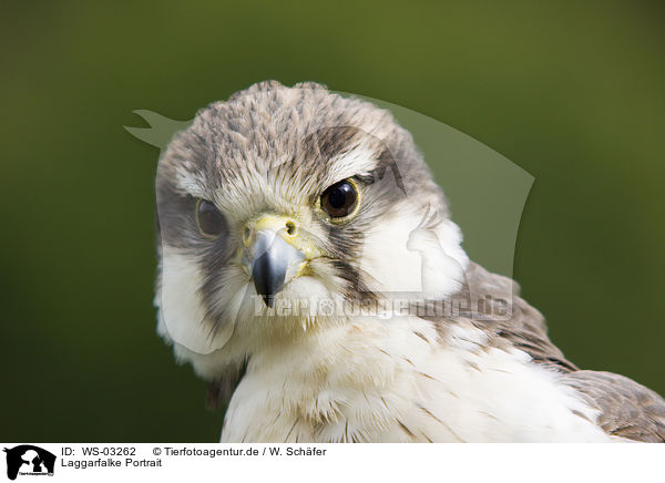 Laggarfalke Portrait / Laggar falcon portrait / WS-03262