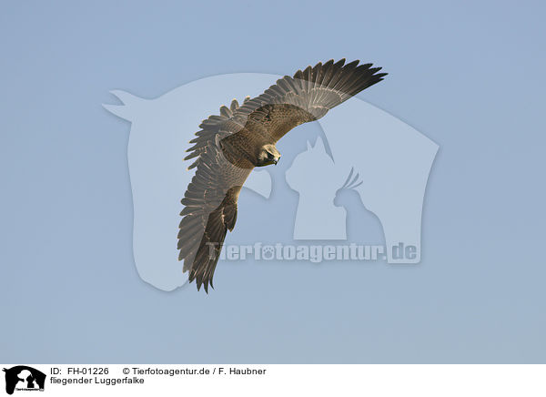 fliegender Luggerfalke / flying Laggar Falcon / FH-01226