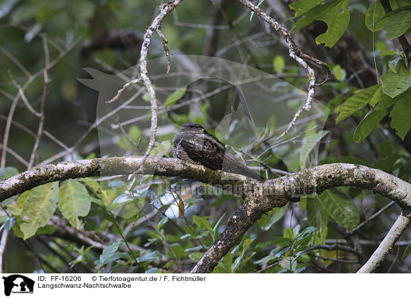 Langschwanz-Nachtschwalbe / FF-16206