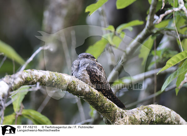 Langschwanz-Nachtschwalbe / FF-16210