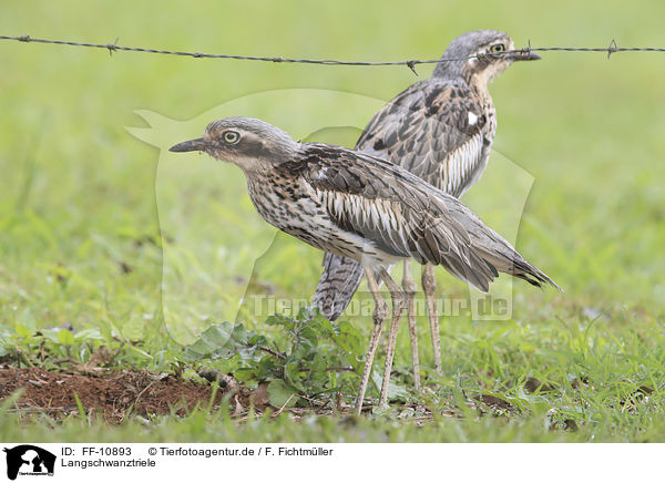 Langschwanztriele / bush stone-curlews / FF-10893