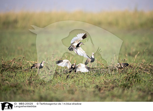 Langzehenkiebitze / Long-Toed Lapwings / MBS-20029