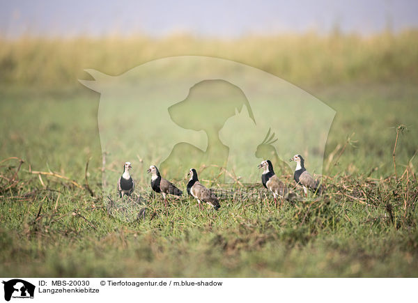 Langzehenkiebitze / Long-Toed Lapwings / MBS-20030