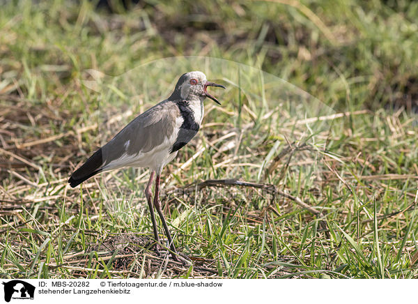 stehender Langzehenkiebitz / standing Long-Toed Lapwing / MBS-20282