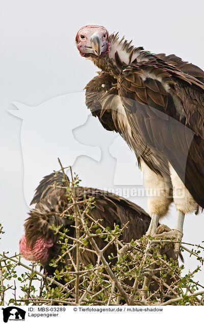 Lappengeier / red-headed vultures / MBS-03289